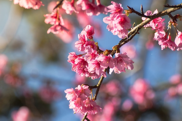 Fleur de cerisier ou fleurs de sakura à la montagne Doi angkhang