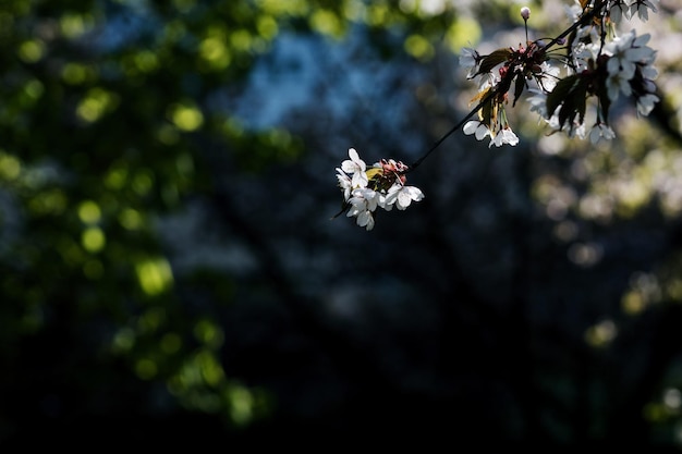 Fleur de cerisier en fleurs