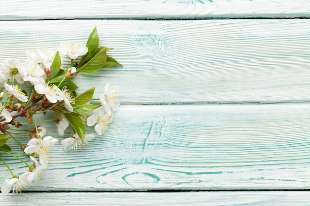 Fleur de cerisier sur fond de bois bleu