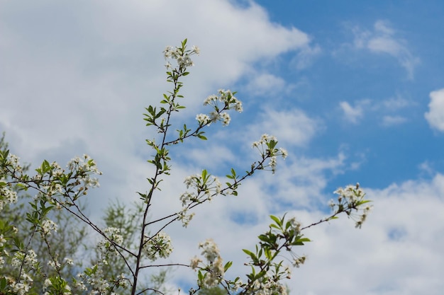 Fleur de cerisier sur fond de ciel bleu et nuages