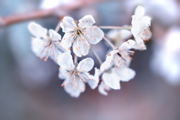 Fleur de cerisier et fond de printemps ciel bleu