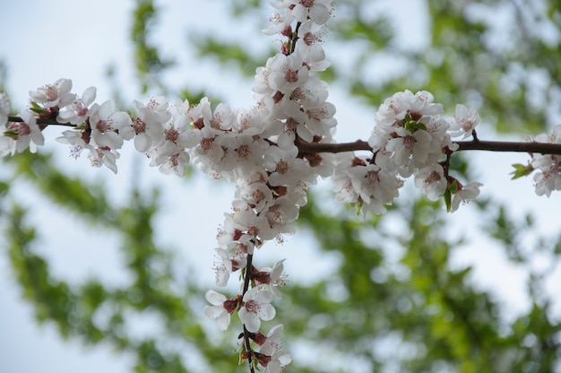 Fleur de cerisier à la forme croisée