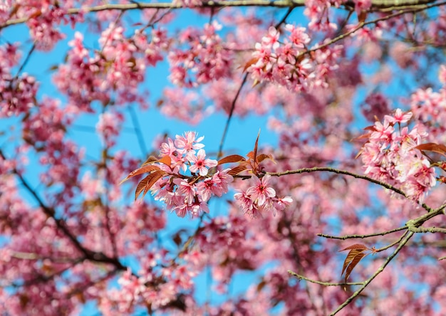 Fleur de cerisier de l'Himalaya sauvage rose magnifique au printemps sur ciel bleu