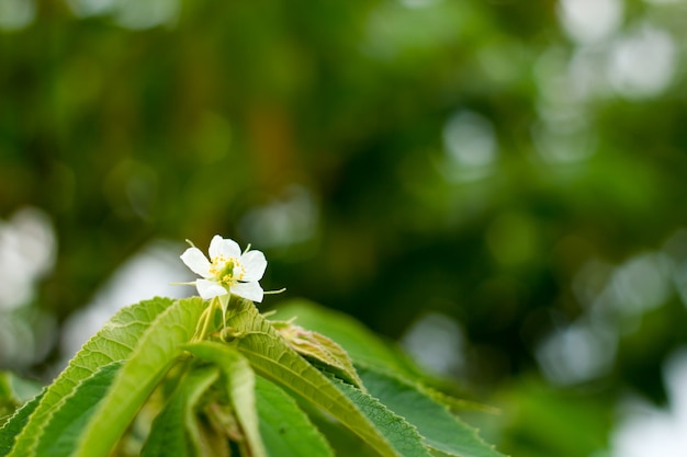 Fleur de cerisier jamaïcain sur plante.