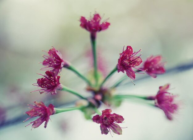 Fleur de cerisier japonais au début du printemps