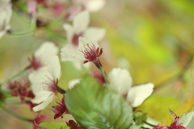 Fleur de cerisier japonais au début du printemps