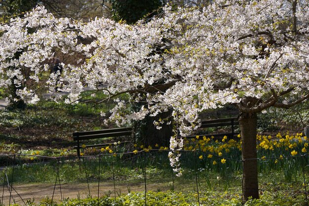 Fleur de cerisier japonais blanc