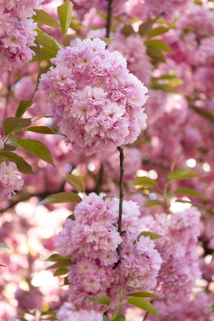 Fleur de cerisier japonais rose sur l'arbre de printemps en fleurs