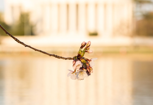 Fleur de cerisier et Jefferson Memorial