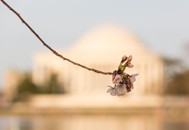 Fleur de cerisier et Jefferson Memorial