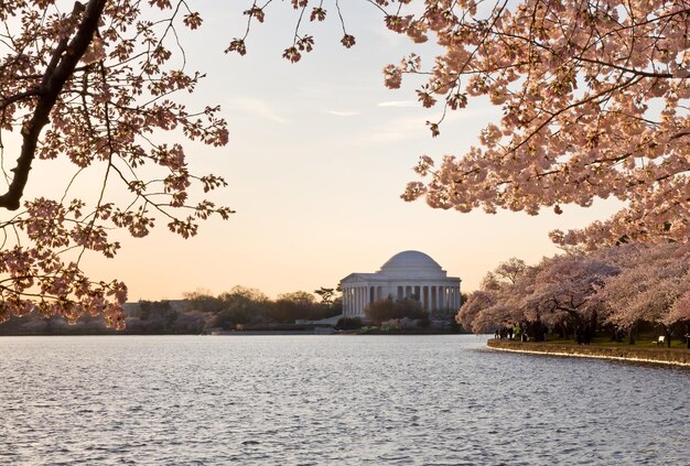 Photo fleur de cerisier et jefferson memorial