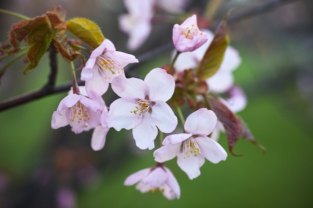 Fleur de cerisier à mise au point douce ou fleur de sakura macro en gros plan