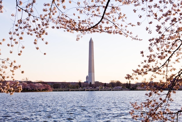 Photo fleur de cerisier et monument de washington