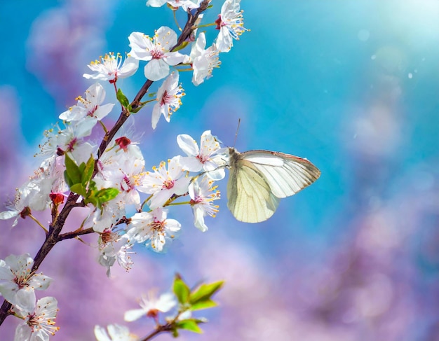 fleur de cerisier papillon blanc en vol et fleurs avec un focus doux la branche fleurit