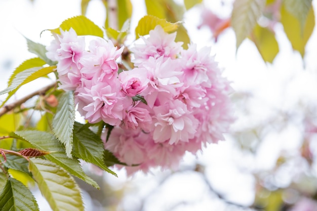 Fleur de cerisier en pleine floraison Brindille avec des fleurs de cerisier en petites grappes sur une branche de cerisier se fanant dans une mise au point sélective blanche Fond naturel printanier romantique