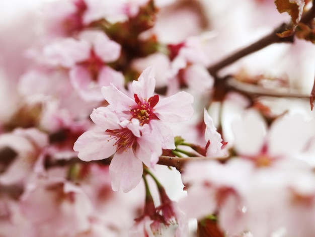 Fleur de cerisier en pleine floraison Fleurs de cerisier en petites grappes sur une branche de cerisier