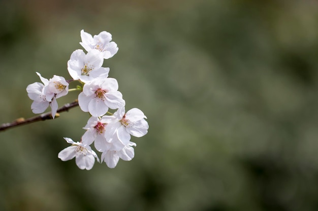 Fleur de cerisier en pleine floraison