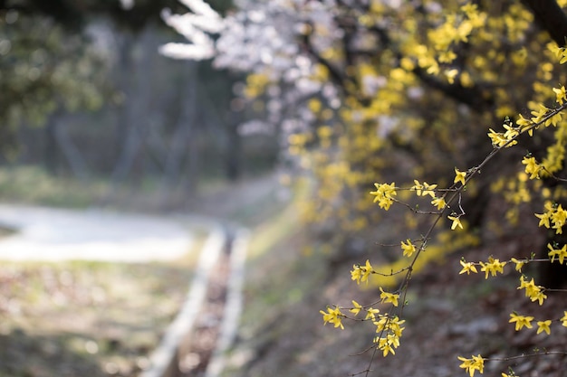 Fleur de cerisier en pleine floraison