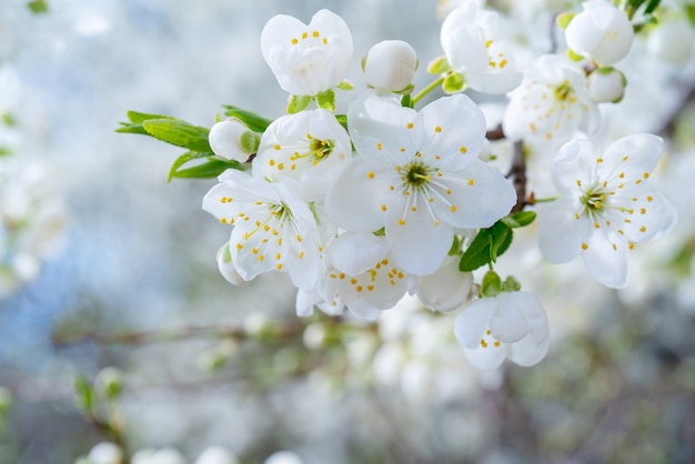 Fleur de cerisier de printemps. Belles fleurs blanches