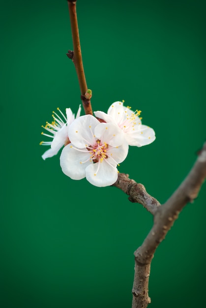 Fleur de cerisier de printemps isolé sur vert