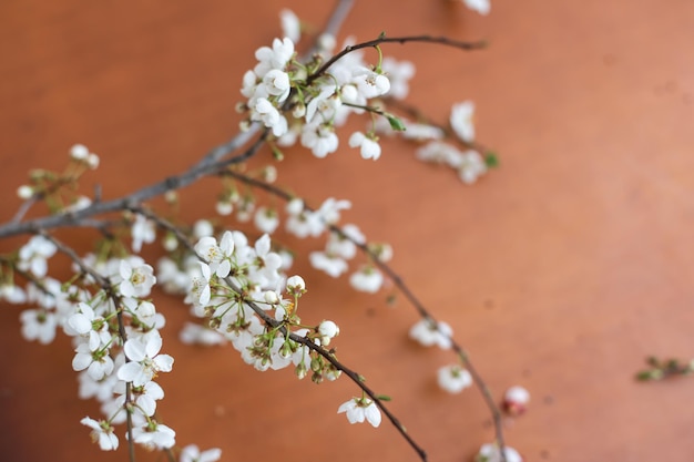 Fleur de cerisier de printemps sur la table