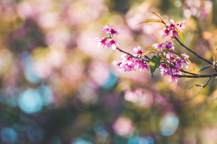 Photo fleur de cerisier prunus cerasoides