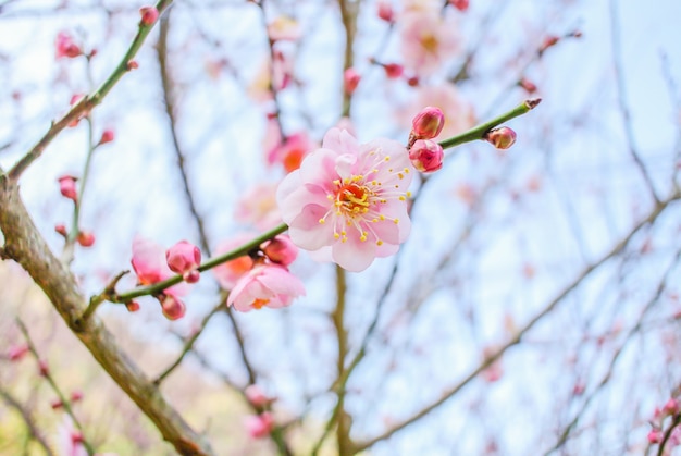 Fleur de cerisier rose avec un ciel bleu