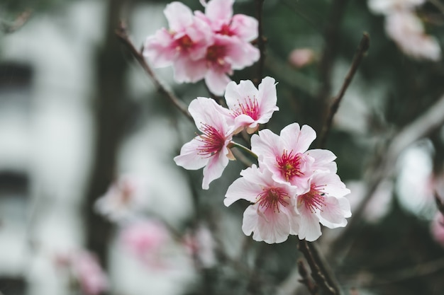 Fleur de cerisier rose (fleur de cerisier, cerisier à fleurs du Japon) sur l’arbre Sakura.