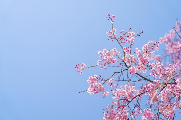 Photo fleur de cerisier rose fleur de cerisier fleur de cerisier japonaise sur l'arbre sakura les fleurs de sakura sont représentatives des fleurs japonaises la partie principale du pass d'hiver j'aime tout le monde