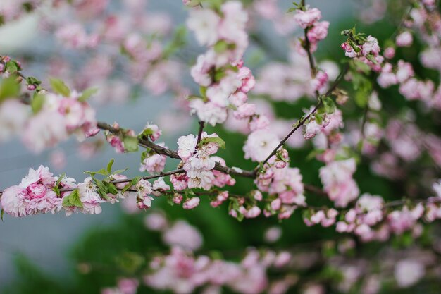 Fleur de cerisier rose ou fleur de sakura au printemps.