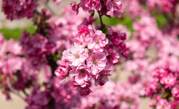 Fleur de cerisier rose sur le printemps en fleurs