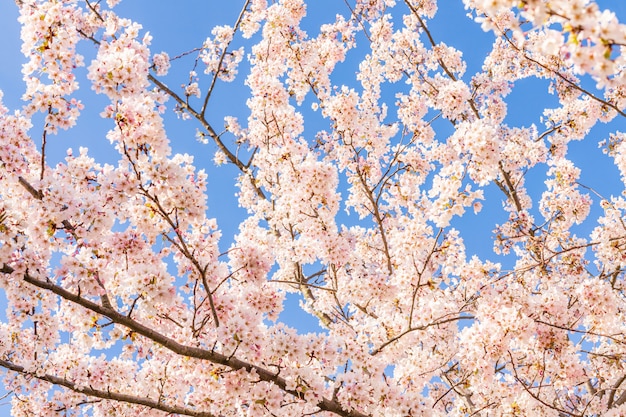 Fleur de cerisier rose (sakura) dans le parc