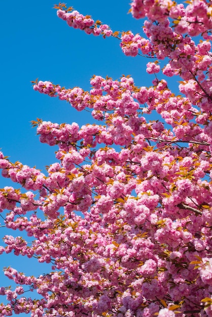 Fleur de cerisier rose Sakura sur fond bleu fleurs roses sakura sur fond ensoleillé printemps backgroun