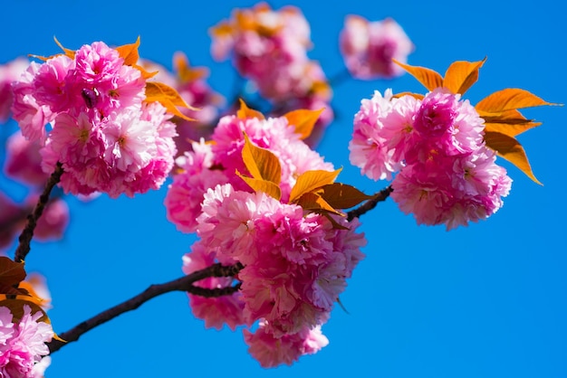 Fleur de cerisier rose Sakura sur fond de ciel bleu fleurs roses sakura sur fond ensoleillé printemps backg