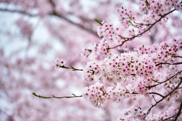 Fleur de cerisier sakura en fleurs