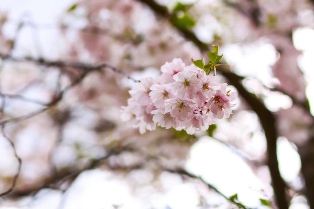 Fleur de cerisier Sakura Magnifiques arbres à fleurs dans le parc du printemps Fleurs roses Carte de bannière de fond floral Photographie de la nature