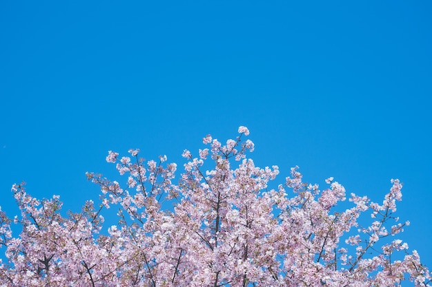 Fleur de cerisier (sakura) avec des oiseaux sous le ciel bleu dans le parc Shinjuku Gyo-en à Tokyo du Japon. Un bon endroit pour vocation au printemps.