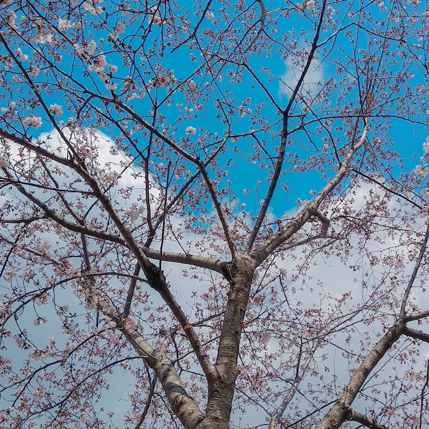 Fleur de cerisier sakura rose sous un ciel bleu au printemps, Osaka au Japon.