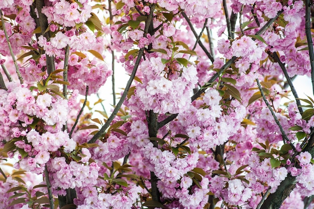 Fleur de cerisier. Sakura.