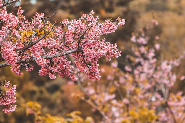 Fleur de cerisier et Sakura