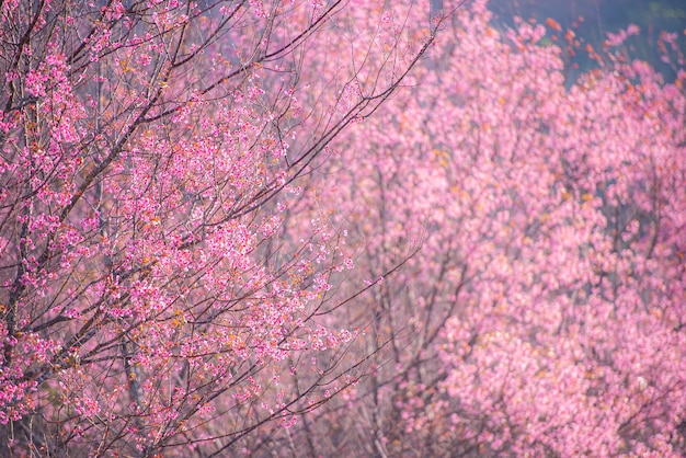 Fleur de cerisier sauvage de l'Himalaya, belle fleur de sakura rose au paysage d'hiver