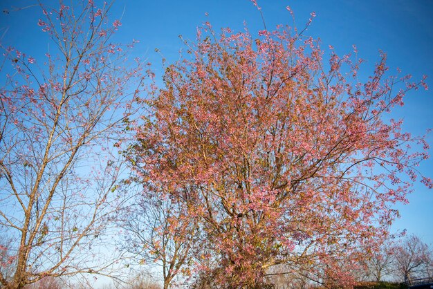 Fleur de cerisier sauvage de l'Himalaya, belle fleur de sakura rose au paysage d'hiver