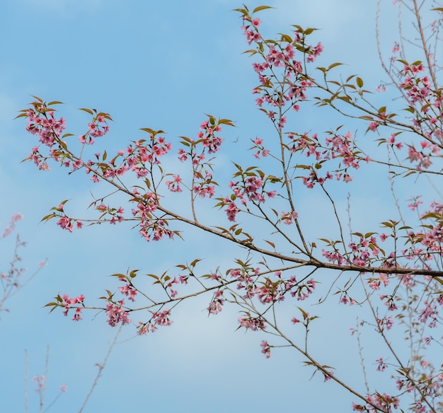 Fleur de cerisier sauvage de l'Himalaya dans le ciel bleu