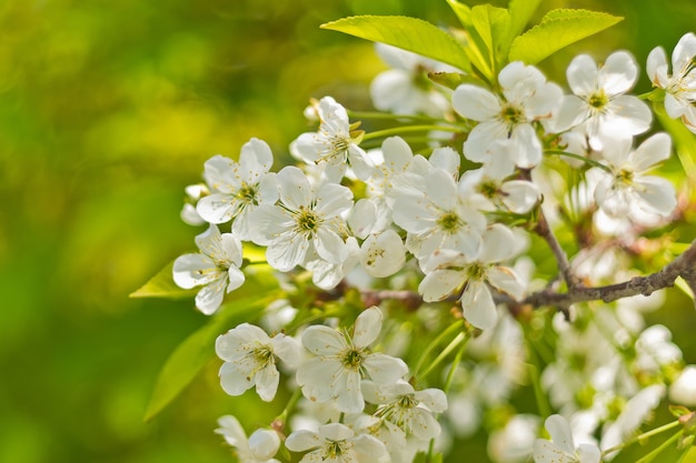 Fleur de cerisier se bouchent