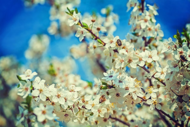 Fleur de cerisier vue rapprochée fond floral stile instagram