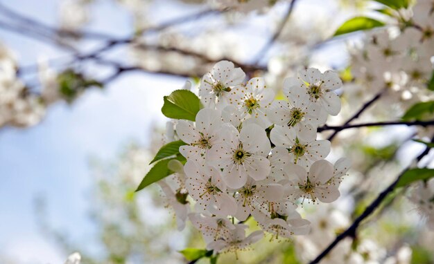 fleur de cerisier