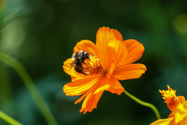 Fleur de champ jaune orange avec une abeille