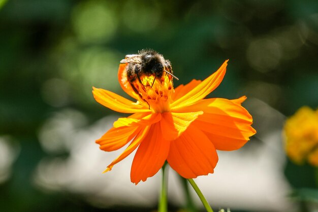 Fleur de champ jaune orange avec une abeille