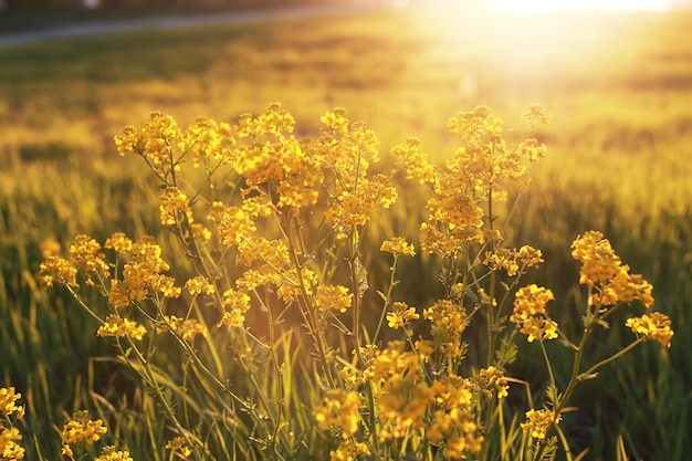 Fleur de champ sur un pré vert au printemps soir heure du coucher du soleil