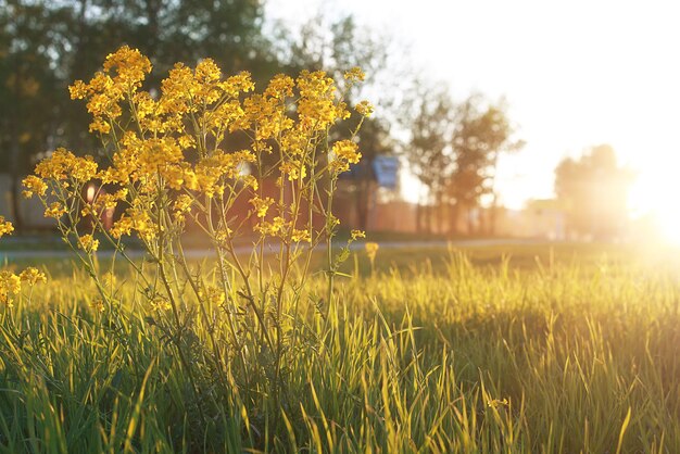 Fleur de champ sur un pré vert au printemps soir heure du coucher du soleil